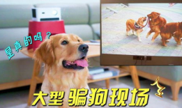 狗狗的视频,萌宠视频集锦